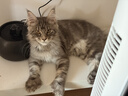 普安特猫咪狗狗宠物复合维生素片维生素b皮肤病视力衰退掉毛美毛金维葆 实拍图