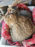 卫加全价猫粮20斤装 成猫幼猫主粮全阶段通用型天然粮10kg 实拍图