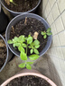 九千谷仿陶瓷花盆高款树脂种植花卉绿植花盆口径21cm黑灰2个装含托4047 实拍图