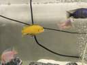 百因美（BIOZYM）观赏鱼饲料水族三湖慈鲷颗粒鱼食马鲷滋鲷素食肉食缓沉鱼粮 三湖慈鲷肉食饲料120g 晒单实拍图