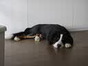伯纳天纯专供款 中/大型犬全价幼犬宠物主粮羊肉蔓越莓味萨摩耶15kg/30斤 实拍图