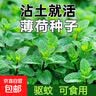 四季食用紫苏种子薄荷种子细叶苦苣种子家庭四季阳台种植盆栽驱蚊 驱蚊食用薄荷家庭种约1000粒1包 实拍图