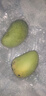 京喜加海南鲜芒果小台水果芒果新鲜上市 带箱1斤【单果70g+】净重0.8斤 实拍图