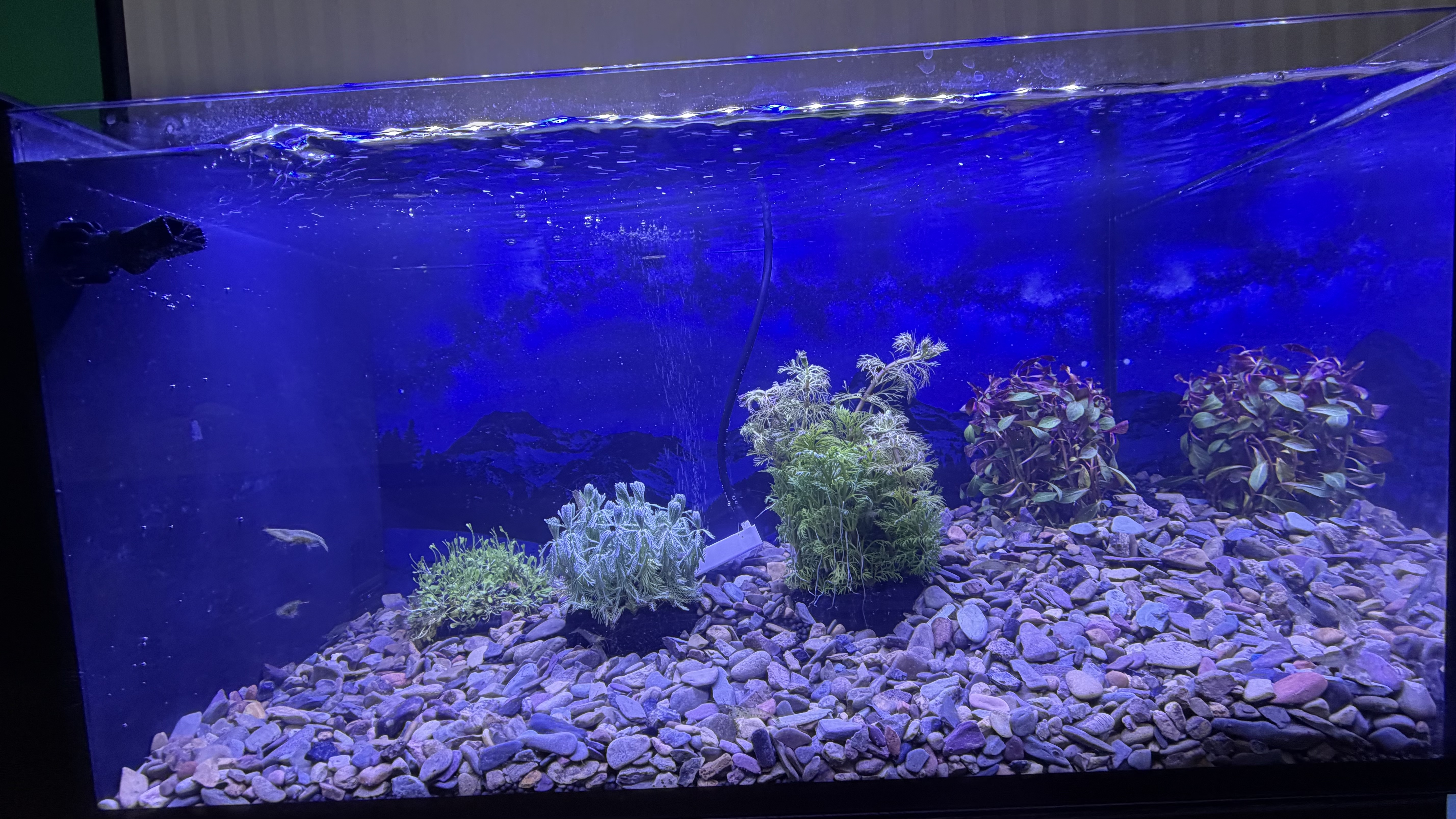 YEE水草泥鱼缸造景草缸底砂沙不浑水草缸陶粒亚马逊基肥营养土泥套餐 升级版【细粒1.5L】3斤 实拍图