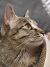 pidan猫砂 天然钠基颗粒猫砂2.4kg*4包 矿砂结团迅速吸水性好低尘 实拍图
