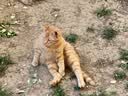 喔喔wowo猫罐头营养羊奶补水汤罐猫零食猫咪罐头湿粮 金枪鱼羊奶罐80g*24 实拍图