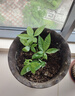 懒人水培绿植九里香绿萝文竹室内易养净化空气花卉盆栽植物花卉 发财树1颗【不含盆】土培水培皆可15-20cm 实拍图