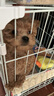 华美龙 狗笼子小型犬中型犬带厕所泰迪柯基比熊柴犬宠物狗窝室内狗围栏 加粗加固【61*45*56】适合15斤内 实拍图
