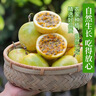 京喜加广西钦蜜9号黄金百香果青果发货当季新鲜大果黄皮果奶茶店水果 【大果3斤净重2.8斤】约16-20个单果60-70g 实拍图