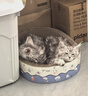 普安特宠物驱虫药猫咪驱虫体内外驱跳蚤犬虱非泼罗尼爱滴克+内驱 实拍图