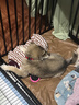 贝卫多狗狗体外驱虫药1粒长效12周犬口服驱杀跳蚤螨虫蜱虫4.5-10kg犬用 实拍图