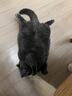 愛肯拿（ACANA）猫粮 海洋盛宴成猫幼猫粮 全价无谷原装进口鱼肉粮1.8kg效期27/4 实拍图