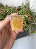 长白山蜂巢蜜礼盒嚼着吃的蜂蜜独立小包装纯天正然端午节礼物送长辈270g 实拍图