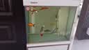 森森（SUNSUN）大型鱼缸底过滤水族箱客厅家用落地玻璃生态金鱼缸 【实时温显+灯控】珍珠白 0.6米长35cm宽 实拍图