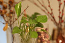佳能RF45mm F1.2 STM 实拍图