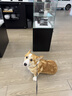 萌宠之星宠物高钙羊奶粉犬0乳糖羊奶粉猫羊奶粉高钙奶粉300g 实拍图