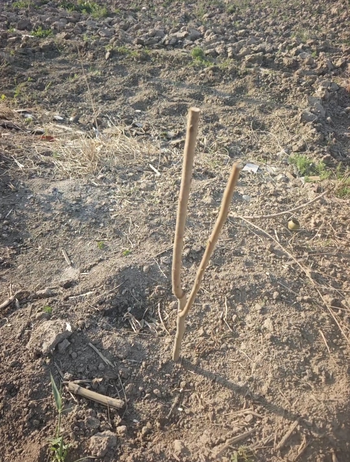尔澜1cm嫁接大红袍板栗树苗露天果树苗耐寒耐旱板栗苗木源头直发 实拍图