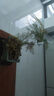 开时果 文竹盆栽中式植物禅意微盆景 办公室客厅桌面花卉创意迷你小绿植 双龙戏珠盆+苔藓+底座 实拍图