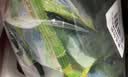 巨奇（JUQI）洁厕宝50g*10块 马桶清洁剂洁厕灵蓝泡泡自动清洁去异味除臭 实拍图