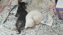奥丁（ODIN）猫粮 鲜肉美毛 幼猫成猫美短英短蓝猫暹罗猫 鱼肉味天然猫粮2kg 实拍图