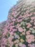 缤越铜葫芦五帝钱挂件开口铜葫芦福禄葫芦五帝钱门对门挂件入户门 2串 实拍图
