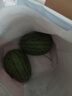 藤上熟吊秧小西瓜1粒1.5kg 晒单实拍图