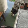 迪士猫婴童尿不湿学步裤超薄透气拉拉裤纸尿裤200片超值优惠春冬 半包臀拉拉裤4XL码184片（36-40斤） 实拍图