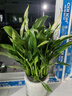 花翁芦荟盆栽室内净化空气绿植物办公桌面多肉四季花卉仙人掌源头直发 实拍图