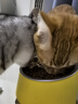 素力高（SolidGold）猫粮低脂高蛋白全价鲜鸡肉高效燃脂猫粮1.5kg 实拍图