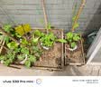 九千谷 植物爬藤网豆角蔬菜瓜类尼龙网支架网园艺  1.8m*3.6m18股 J0222 实拍图