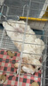 憨憨宠狗笼中小型犬狗笼子大猫笼带厕所加粗折叠宠物笼子柯基笼幼犬狗笼 加粗狗笼 银色 60*50*42cm 建议15斤内 带托盘式厕所+防卡脚垫片 实拍图