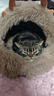麦富迪猫罐头 浓汁猫罐头猫咪零食成幼猫补水亮毛混合装85g*24罐 实拍图