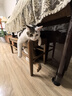 素力高（SolidGold）猫粮进口高蛋白金装金素鸡长肉营养成猫全价猫粮15磅/6.8kg 实拍图
