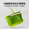方家铺子【霞浦产地】有机头茬幼嫩海带苗500g 盐渍火锅食材源头直发包邮 实拍图
