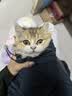 多特思幼猫羊奶猫条25支添加益生元幼猫咪零食湿粮 实拍图