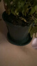 九千谷花盆青山盆2号带托盘 花盆绿萝多肉控根盆阳台种菜15cm3个装2752 实拍图