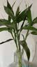 【富贵竹】广州发货水培植物好养懒人节节高供佛办公室内礼物七夕 富贵竹60cm5支 实拍图