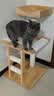 兽牌云端实木猫爬架小户型猫架带窝猫咪抓柱猫架子猫树猫窝猫抓板一体 云端S1 实拍图