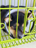 普安特宠物狗狗驱虫药犬体内外同驱跳蚤犬虱非泼罗尼爱滴克+内驱 实拍图