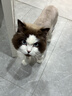 pidan猫砂 纯豆腐猫砂2.4kg*4包强力吸臭不易带出 可冲厕所非膨润土砂 实拍图