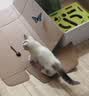 憨憨乐园猫玩具猫咪丰容玩具自嗨解闷神器小猫逗猫迷宫盒子掏掏乐掏洞用品 实拍图