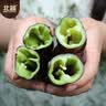 北蔬 尖椒辣椒种子苗紫黑色香辣中早熟四季盆栽菜籽 紫黑尖椒种子15粒 实拍图