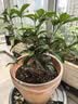 开时果 四季桂花盆栽树苗浓香型 新中式盆景办公室内绿植物源头直发包邮 精品四季桂+原土发货（不含盆） 【整高约40-50cm左右】 实拍图