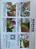 山东菏泽芍药鲜花花束重瓣大花苞基地直发鲜切花【全色系】 芍药-莎拉【花苞/支2.5-3.0公分】 【10支】长度/支45公分以上 实拍图
