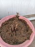 正宗牡丹花苗洛阳对版重瓣牡丹花树苗盆栽花卉绿植物当年开花 中国红3-5分支【当年开花】 实拍图