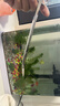 海斯迪克 HKCL-106 加厚水族馆工具平沙器不锈钢水草镊剪刀水草夹镜面镊子直/弯镊子 25cm镜面弯剪（剪刀） 实拍图