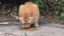 亿迪 冻干猫粮幼猫成猫10斤全价布偶蓝猫英短成年全阶段 实拍图
