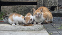 亿迪 冻干猫粮幼猫成猫10斤全价布偶蓝猫英短成年全阶段 实拍图