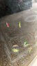 【顺丰快速发货】3-5CM彩色天使鱼 群游观赏鱼淡水活体小型鱼好养 七色(翡翠/蓝/红/黄/粉/绿/紫) 15条+2条备损(七色均匀配)3-5CM大号 实拍图