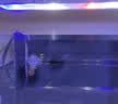 LED全光鱼缸灯同款水族箱鱼缸照明灯架水草灯增艳发色灯神灯节能 7瓦蓝白光28cm（适合30-40cm鱼缸） 四排灯珠 实拍图